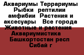 Аквариумы.Террариумы.Рыбки, рептилии, амфибии. Растения и аксесуары - Все города Животные и растения » Аквариумистика   . Башкортостан респ.,Сибай г.